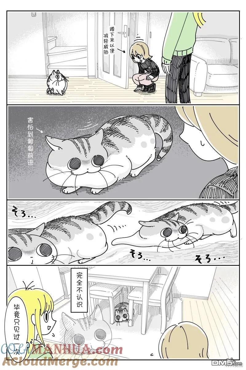 第199话-关于养猫我一直是新手-キュルZ（第2张）
