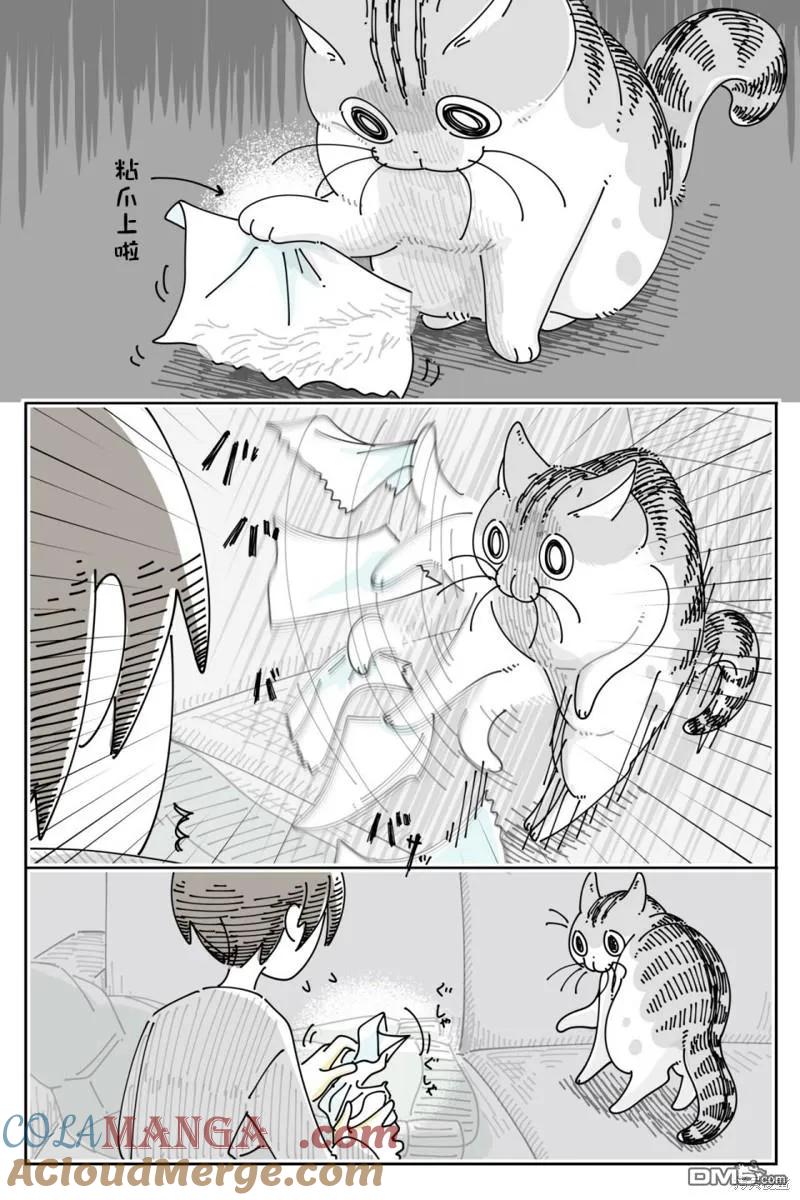第207话-关于养猫我一直是新手-キュルZ（第2张）