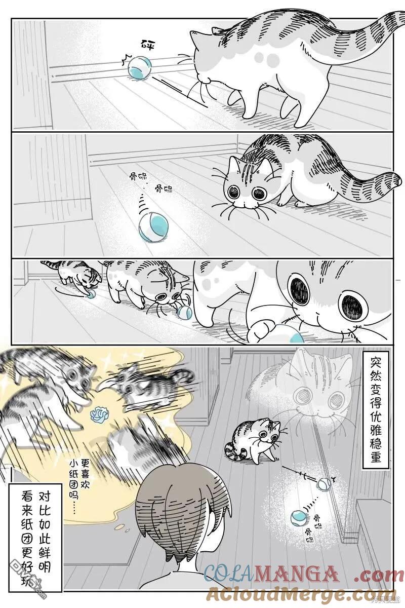 第208话-关于养猫我一直是新手-キュルZ（第2张）