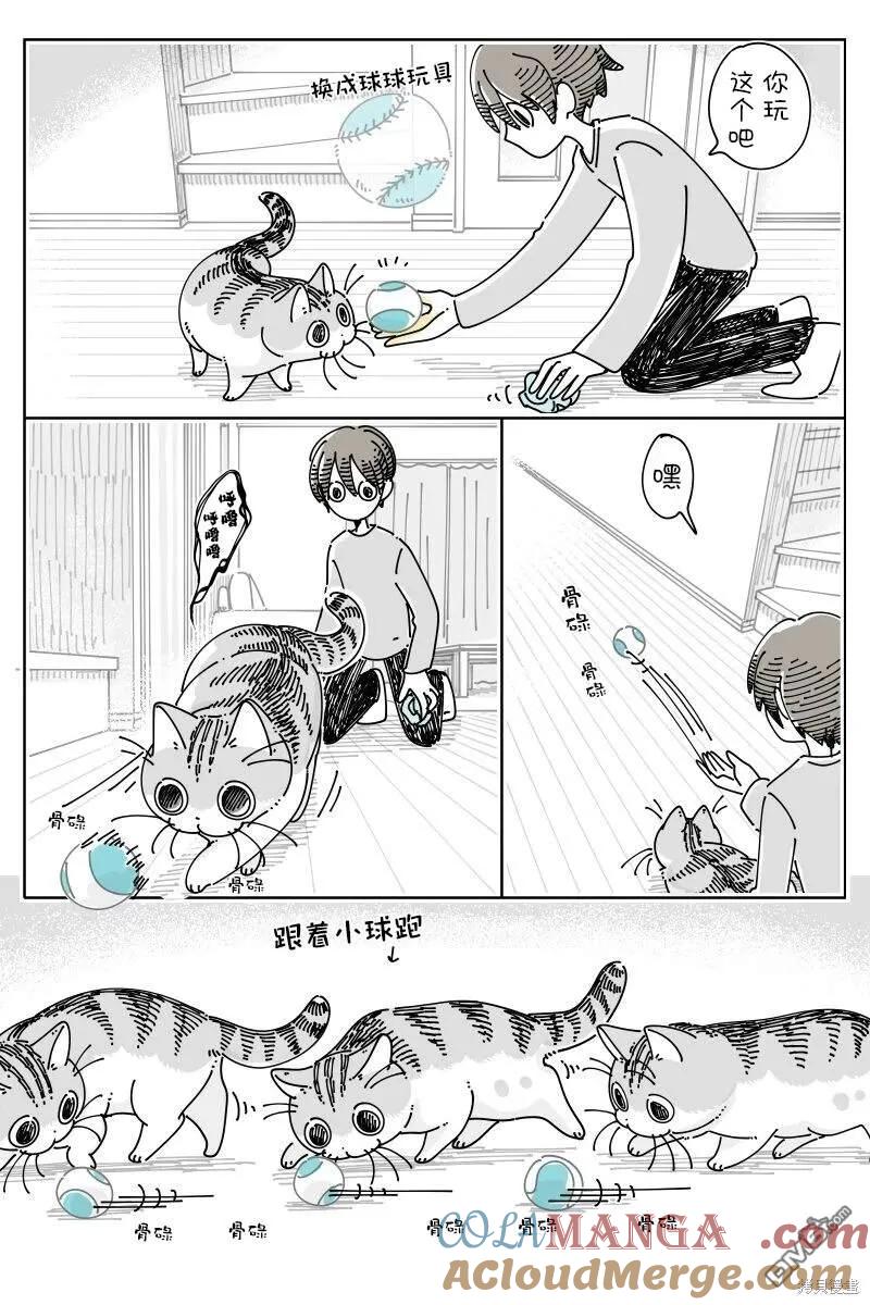 第208话-关于养猫我一直是新手-キュルZ（第1张）