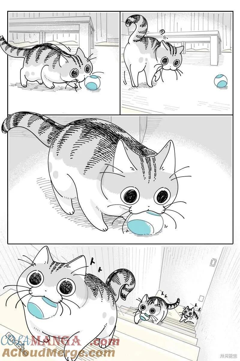 第209话-关于养猫我一直是新手-キュルZ（第1张）