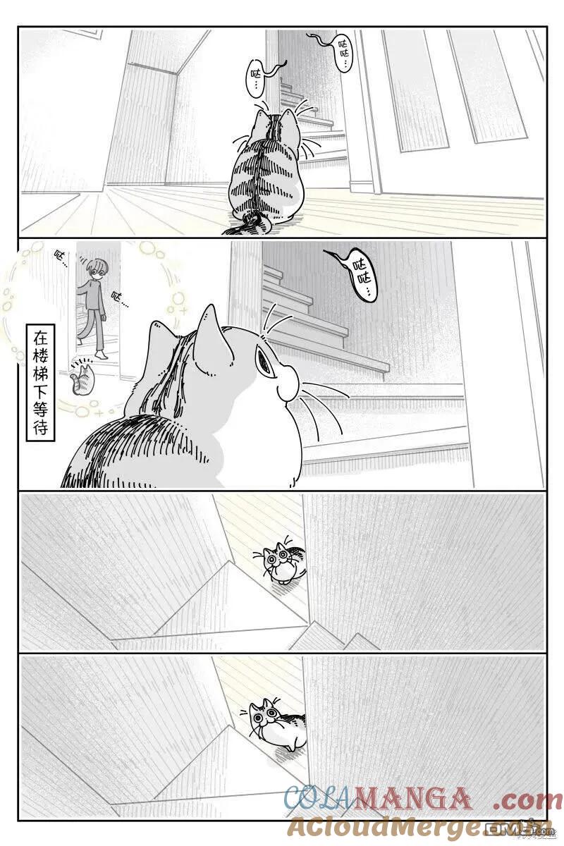 第210话-关于养猫我一直是新手-キュルZ（第1张）