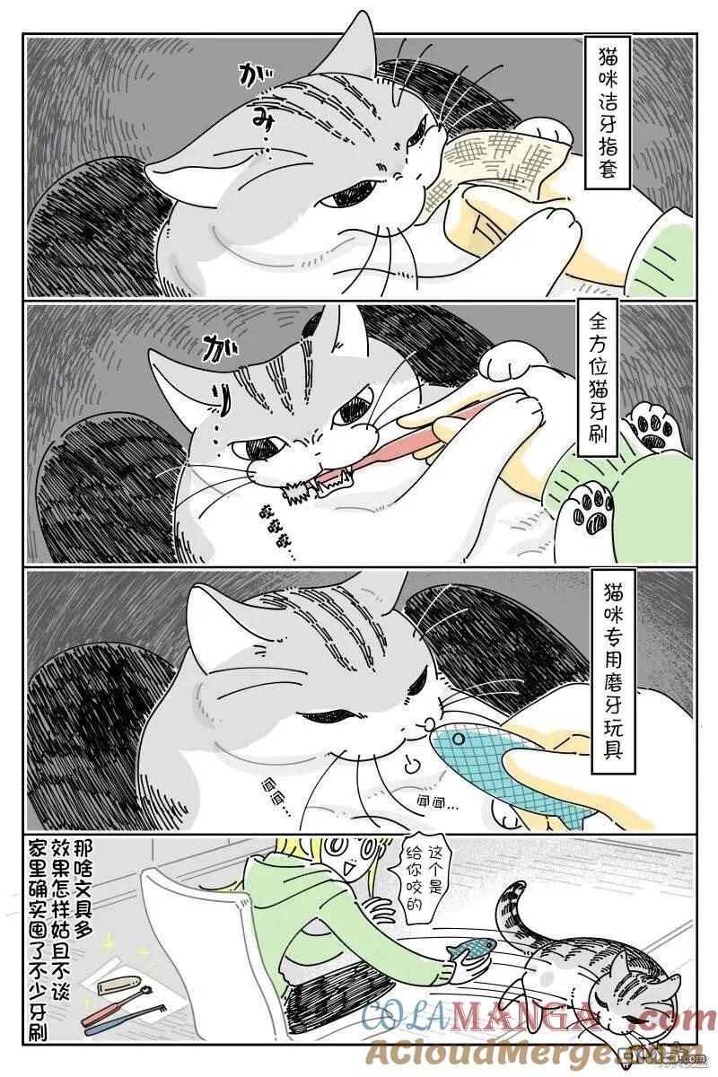 第212话-关于养猫我一直是新手-キュルZ（第2张）