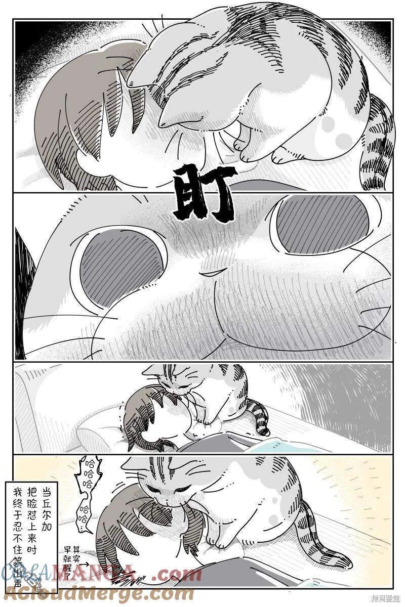 第214话-关于养猫我一直是新手-キュルZ（第2张）