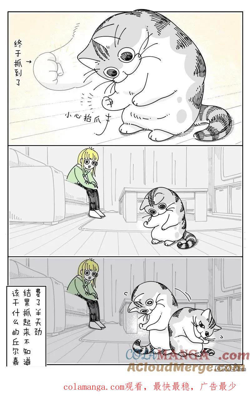 第219话-关于养猫我一直是新手-キュルZ（第2张）