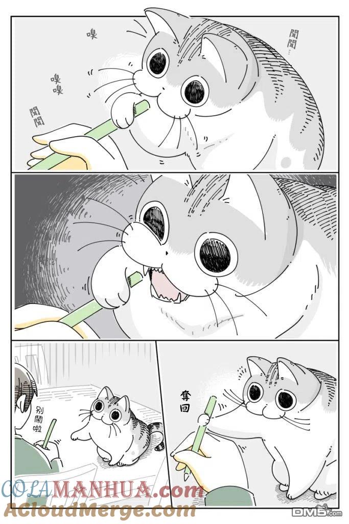 第66话-关于养猫我一直是新手-キュルZ（第1张）