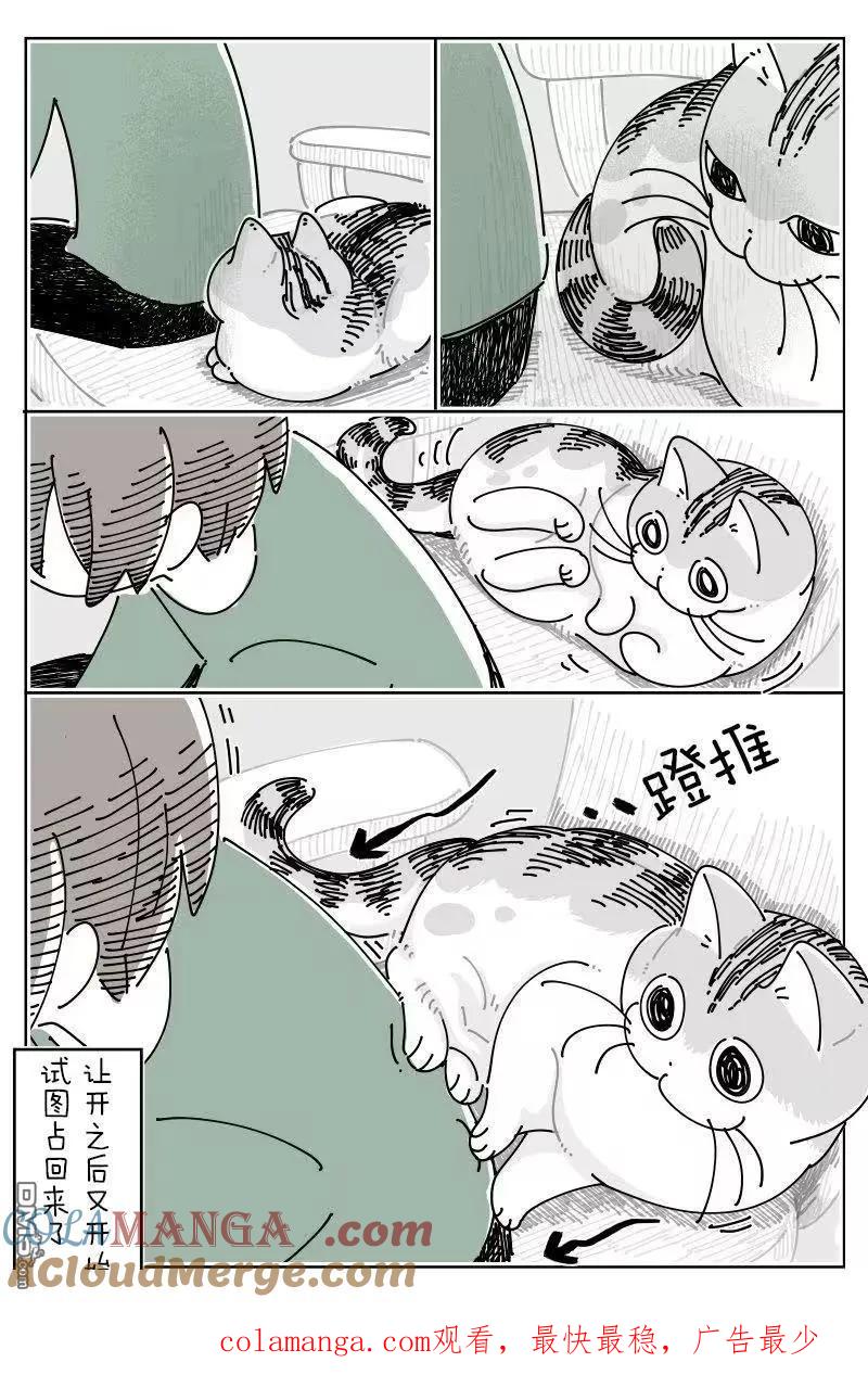 第269话-关于养猫我一直是新手-キュルZ（第2张）