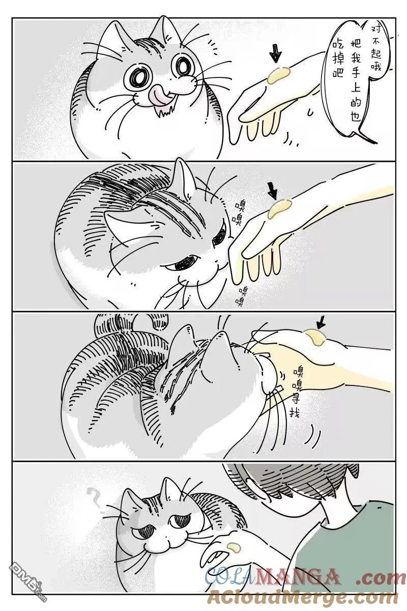 第271话-关于养猫我一直是新手-キュルZ（第1张）