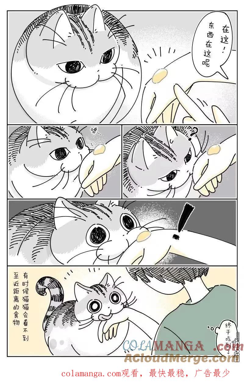 第271话-关于养猫我一直是新手-キュルZ（第2张）