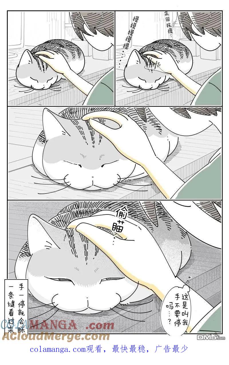 第233话-关于养猫我一直是新手-キュルZ（第2张）
