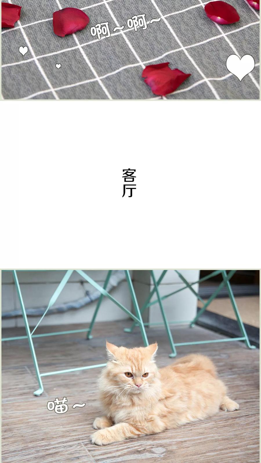 第49话-再见喵小姐-剧能玩（第12张）