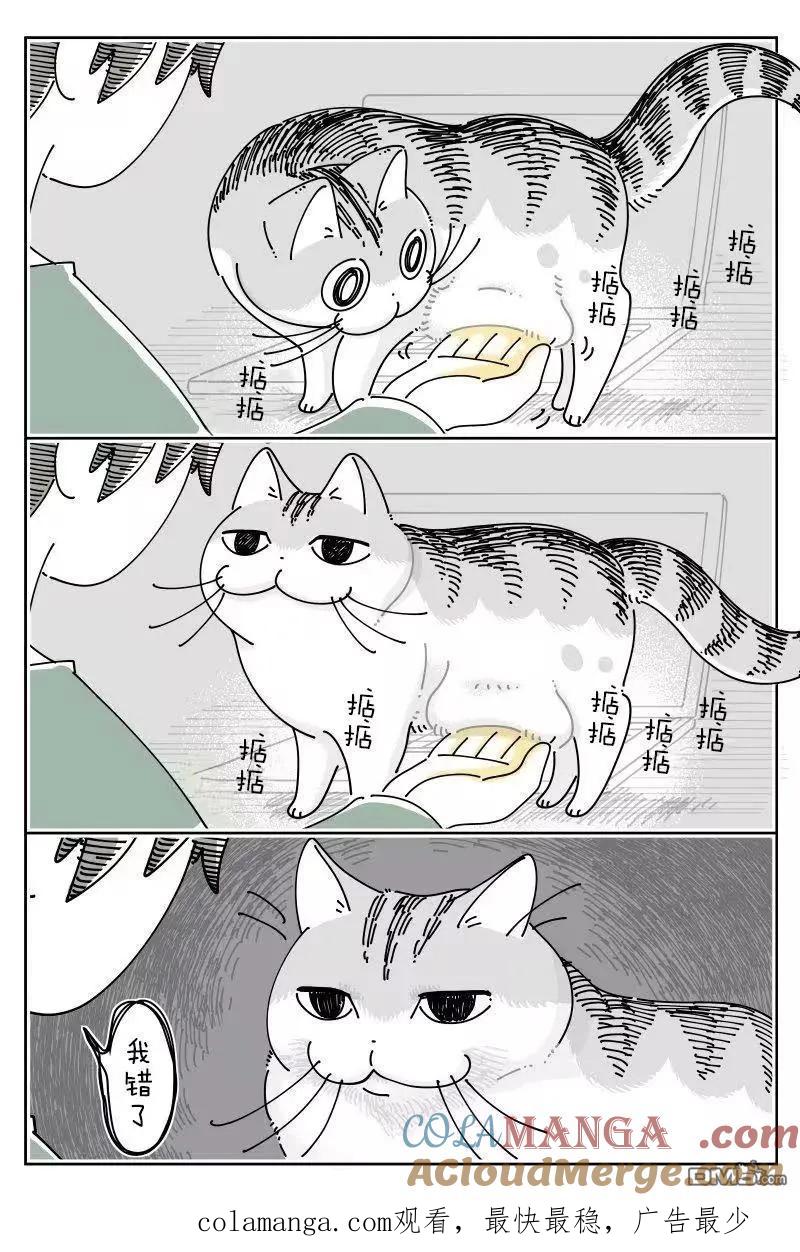 第261话-关于养猫我一直是新手-キュルZ（第1张）