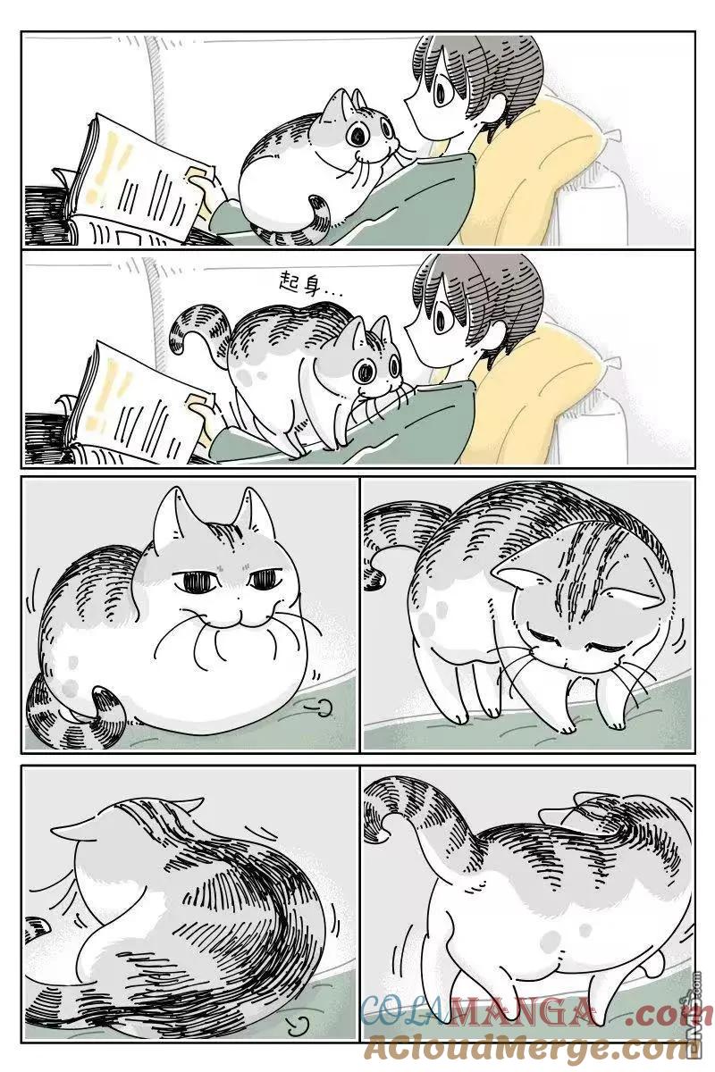 第264话-关于养猫我一直是新手-キュルZ（第1张）