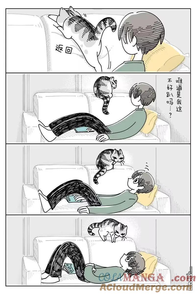 第264话-关于养猫我一直是新手-キュルZ（第2张）