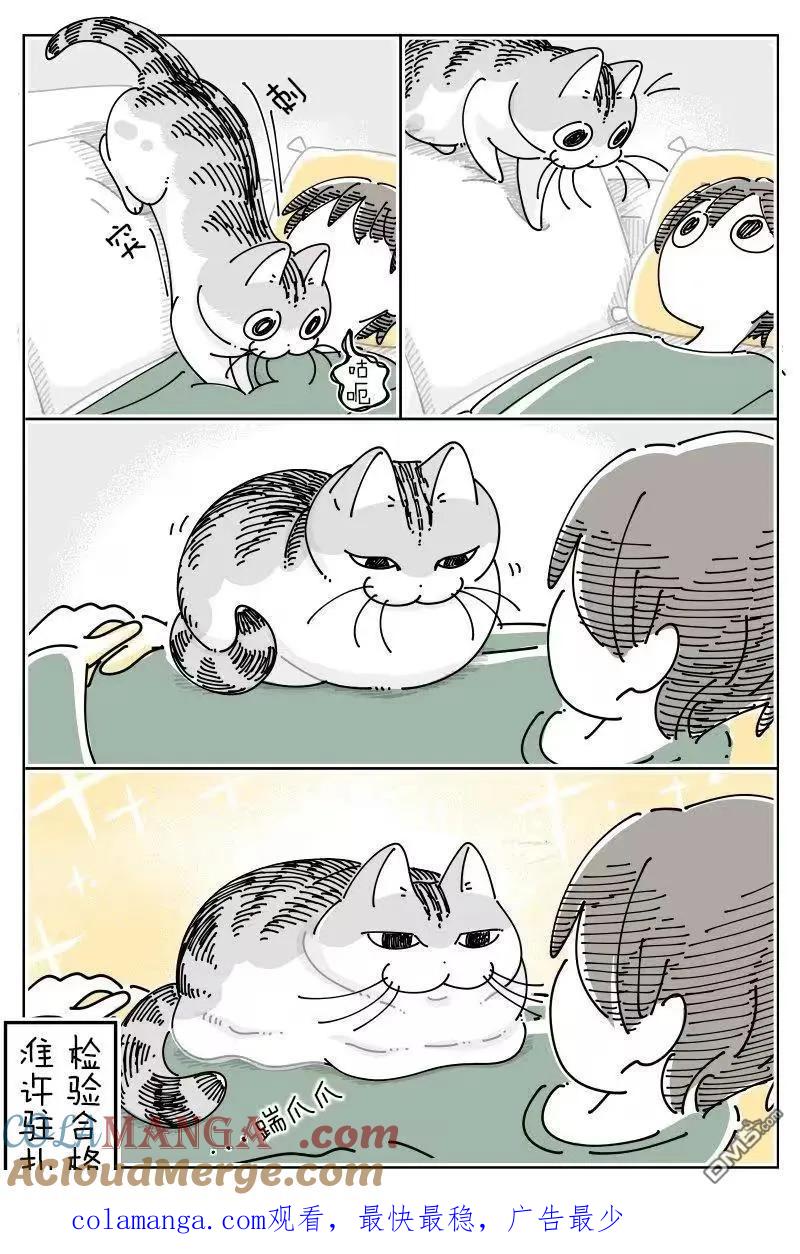 第264话-关于养猫我一直是新手-キュルZ（第3张）