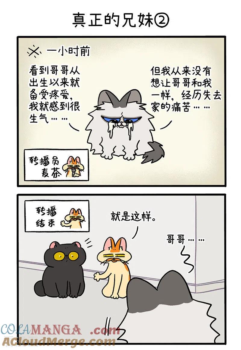 第49话1真正的兄妹-阿满和麦茶-新漫画 日胖大海寺（第3张）