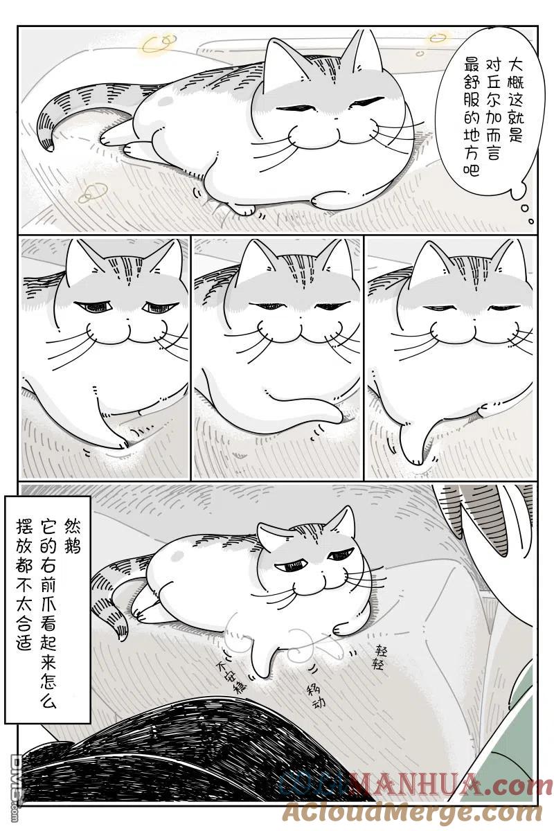 第104话-关于养猫我一直是新手-キュルZ（第1张）