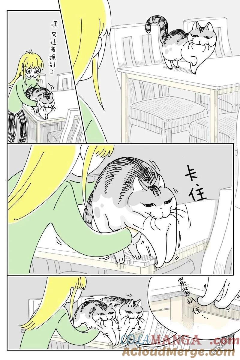 第258话-关于养猫我一直是新手-キュルZ（第1张）