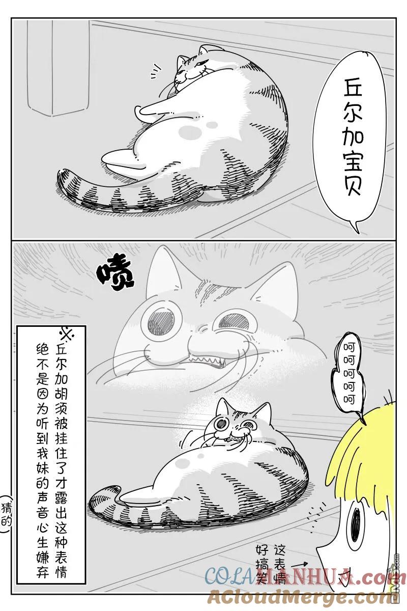第164话-关于养猫我一直是新手-キュルZ（第2张）