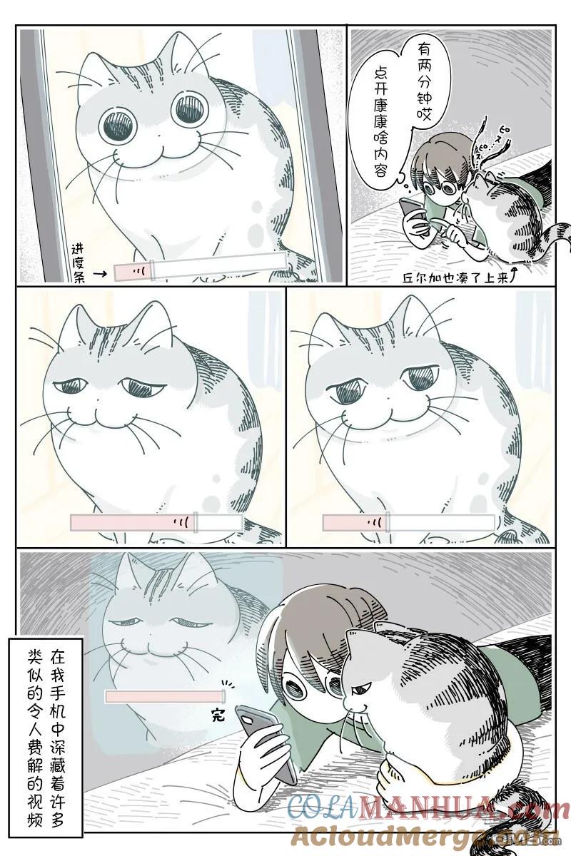 第173话-关于养猫我一直是新手-キュルZ（第1张）