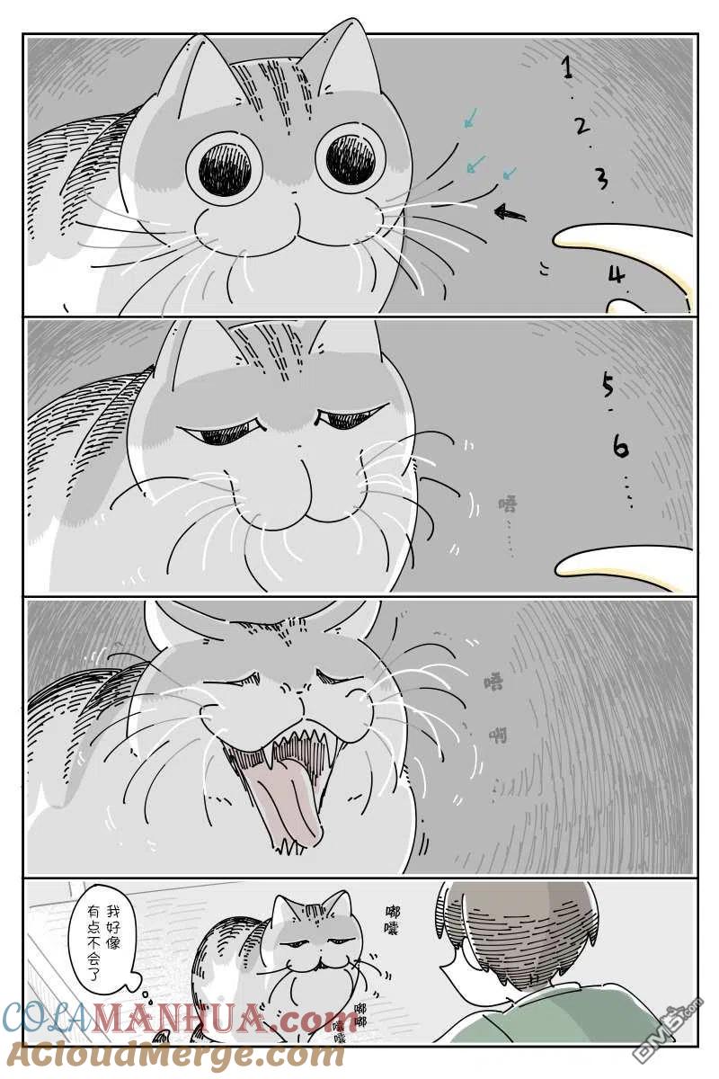 第84话-关于养猫我一直是新手-キュルZ（第1张）