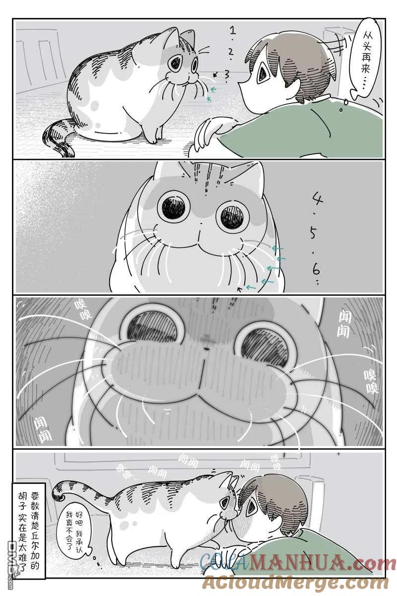 第84话-关于养猫我一直是新手-キュルZ（第2张）