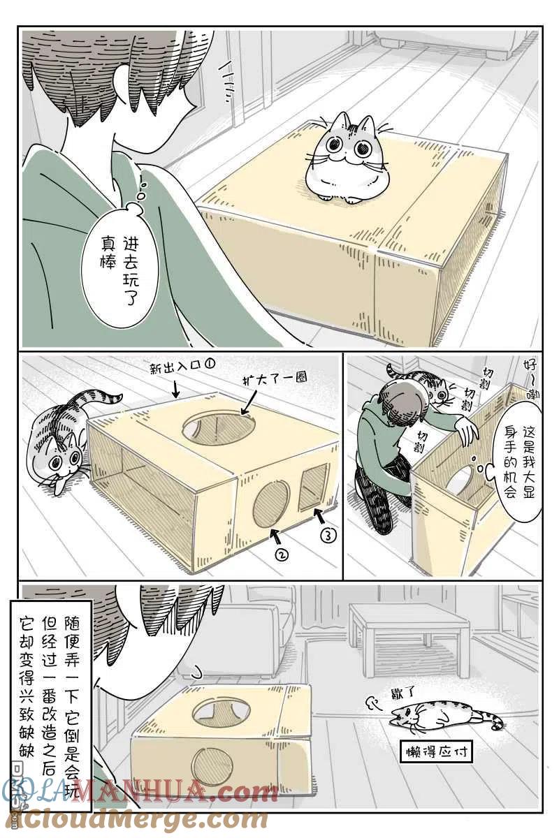 第137话-关于养猫我一直是新手-キュルZ（第2张）