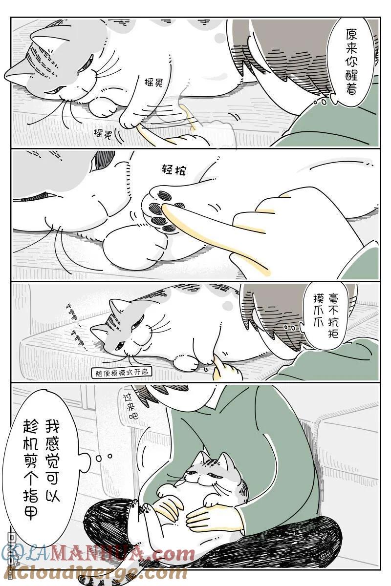 第161话-关于养猫我一直是新手-キュルZ（第1张）