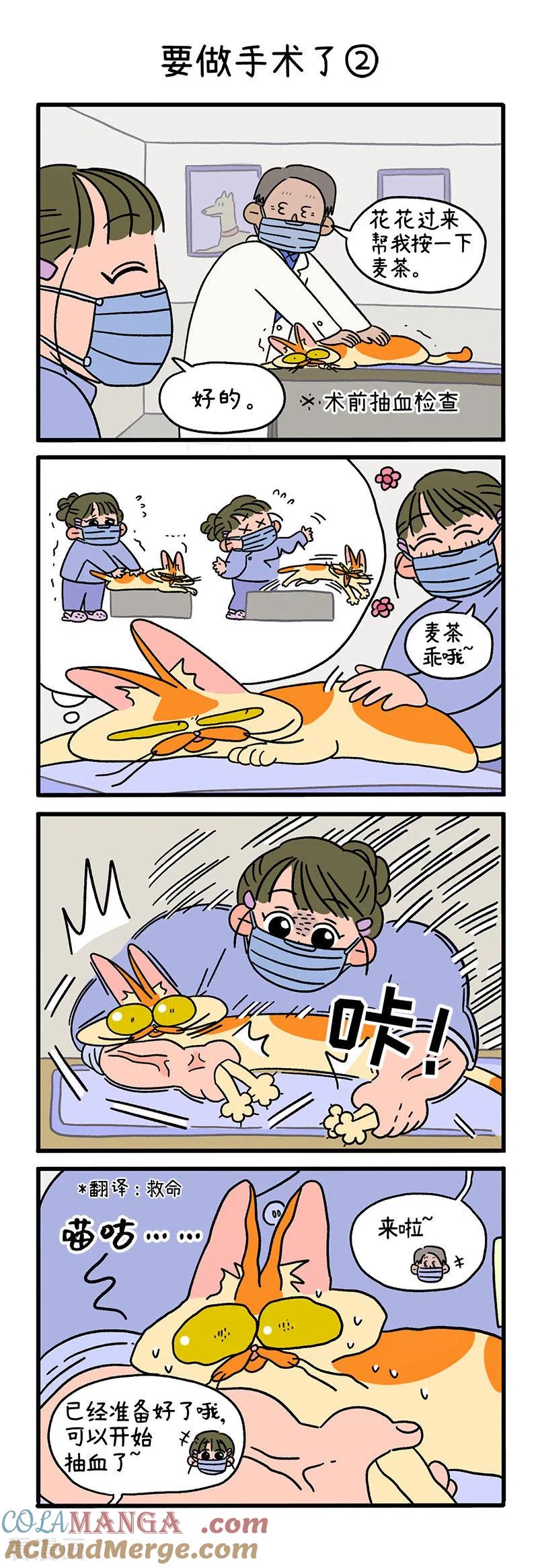 第13话1要做手术了-阿满和麦茶-新漫画 日胖大海寺（第3张）