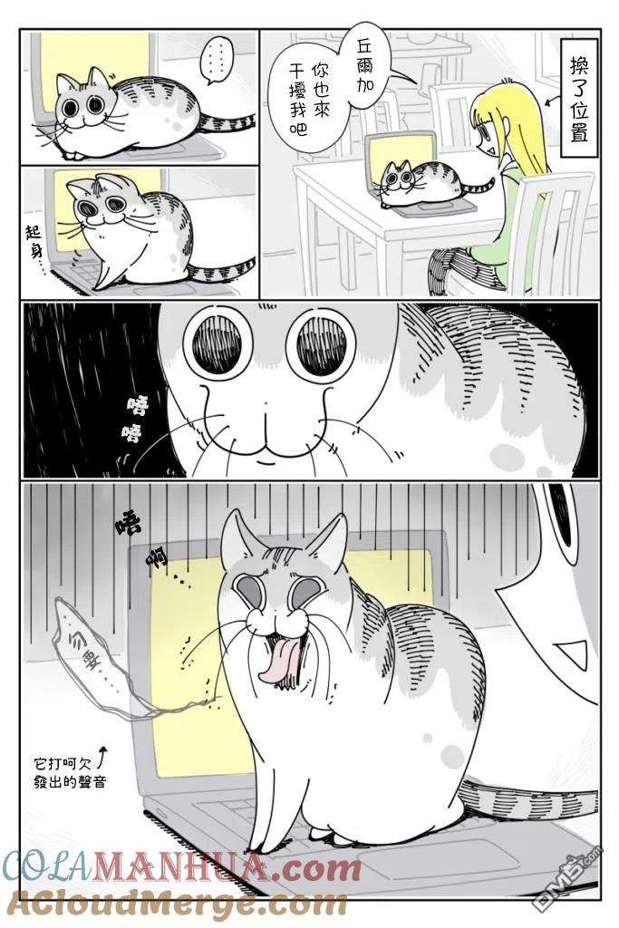 第33话-关于养猫我一直是新手-キュルZ（第1张）
