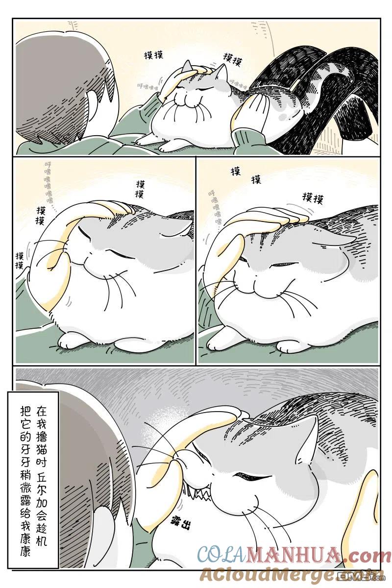 第113话-关于养猫我一直是新手-キュルZ（第1张）
