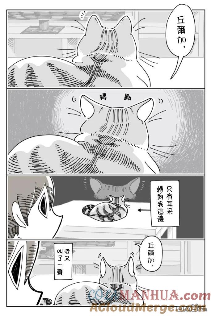 第19话-关于养猫我一直是新手-キュルZ（第1张）