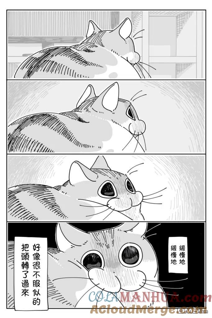 第19话-关于养猫我一直是新手-キュルZ（第2张）