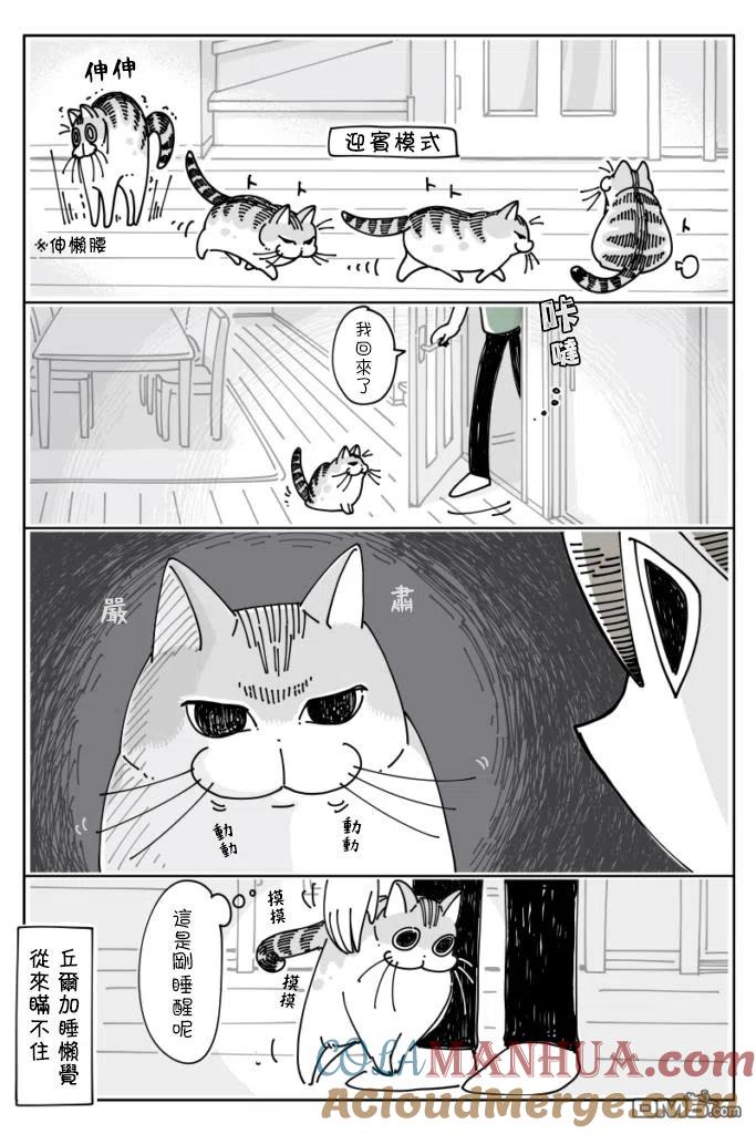 第20话-关于养猫我一直是新手-キュルZ（第1张）