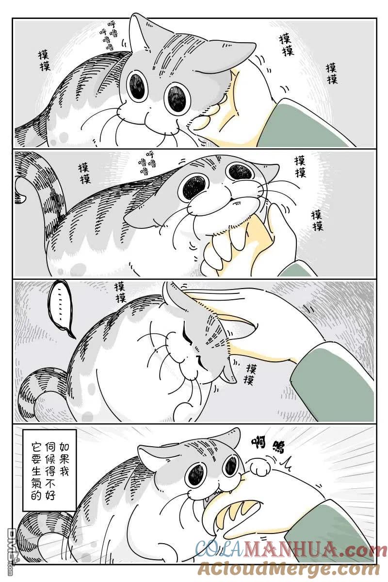 第48话-关于养猫我一直是新手-キュルZ（第1张）