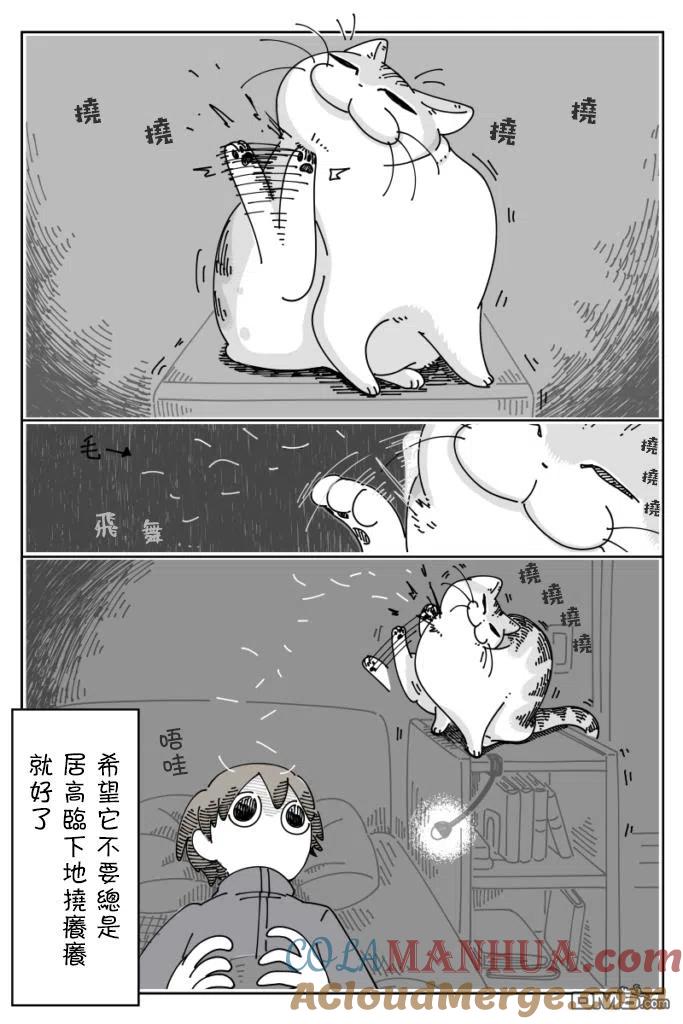 第56话-关于养猫我一直是新手-キュルZ（第1张）