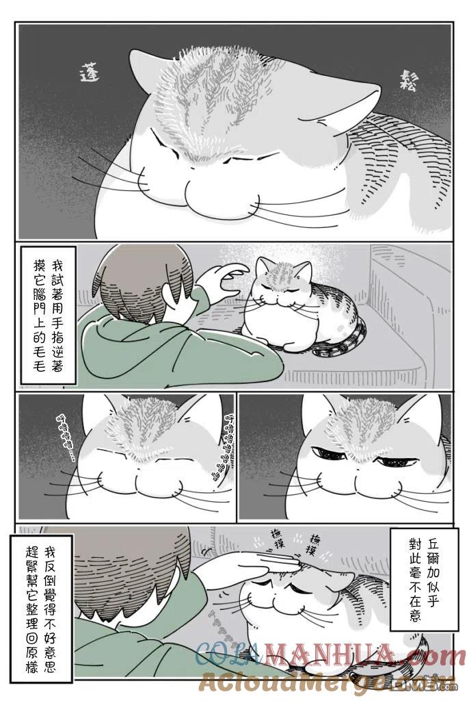 第57话-关于养猫我一直是新手-キュルZ（第1张）
