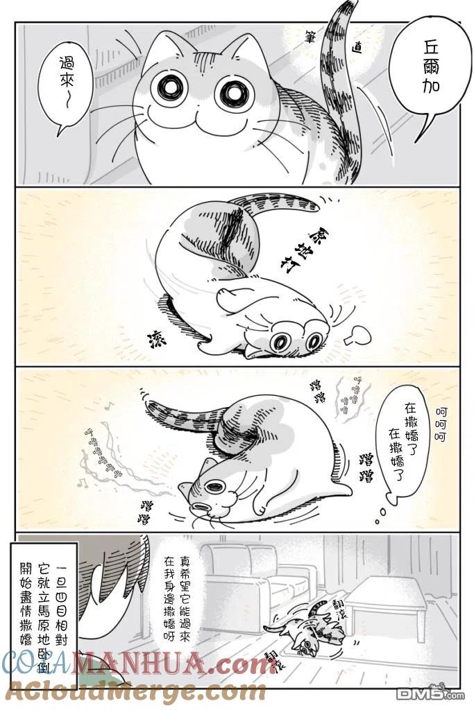 第58话-关于养猫我一直是新手-キュルZ（第1张）