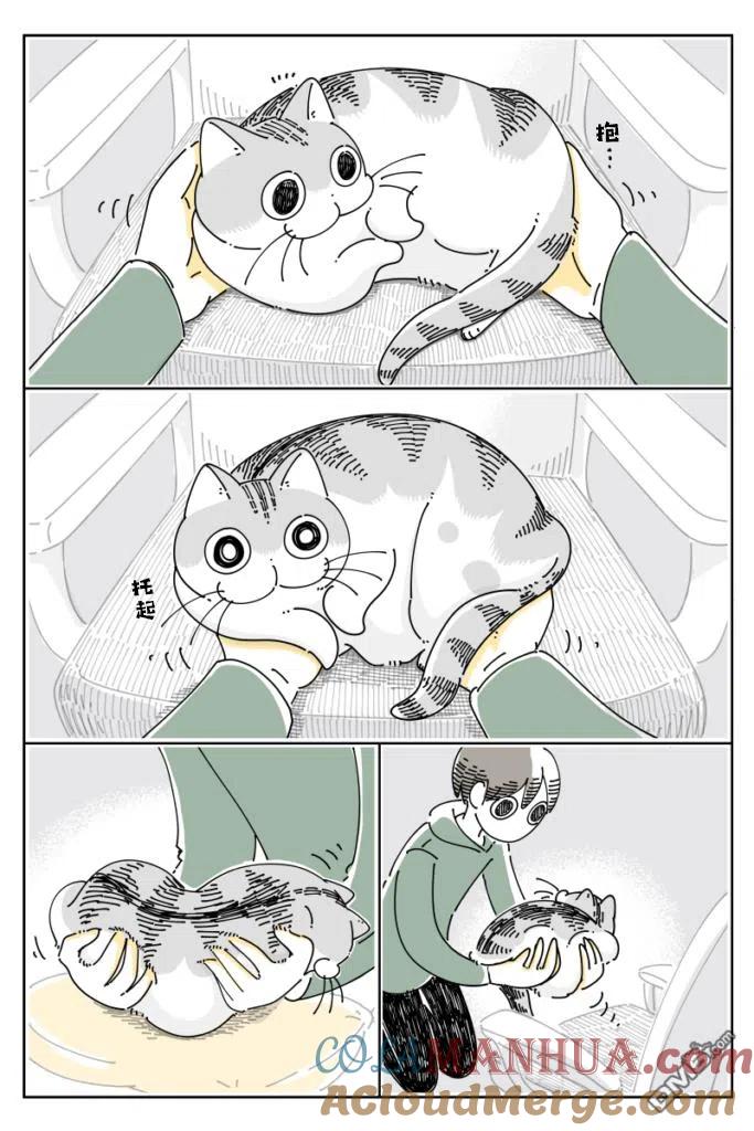 第86话-关于养猫我一直是新手-キュルZ（第1张）