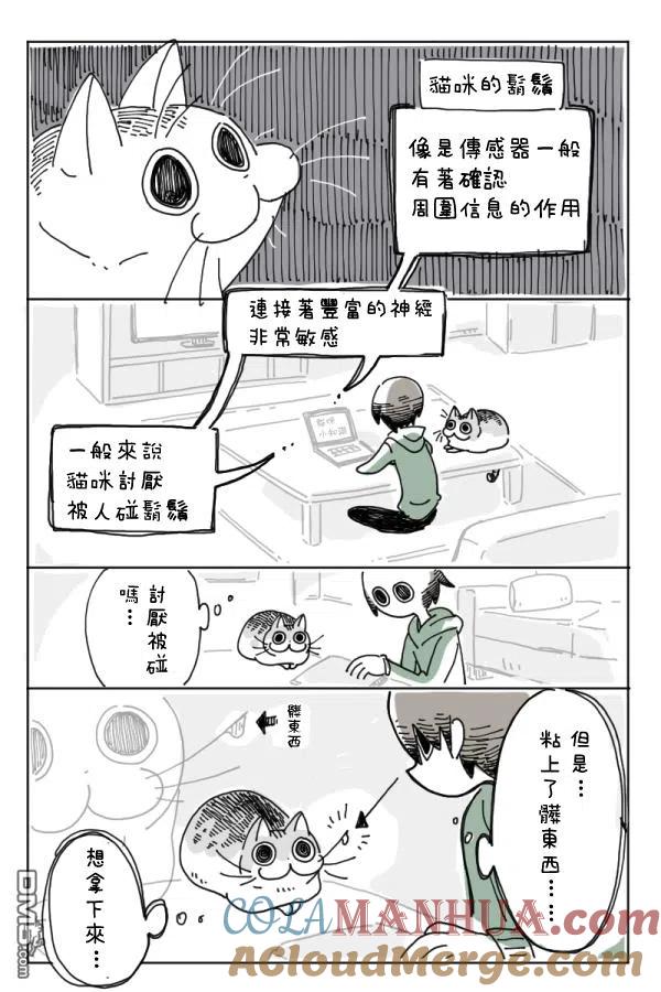 第4话-关于养猫我一直是新手-キュルZ（第6张）