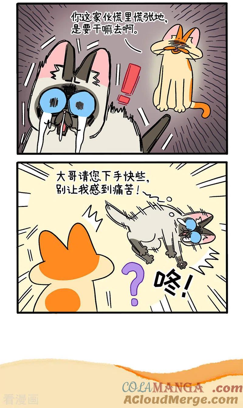 第66话1公司的猫咪聚会2-阿满和麦茶-新漫画 日胖大海寺（第5张）