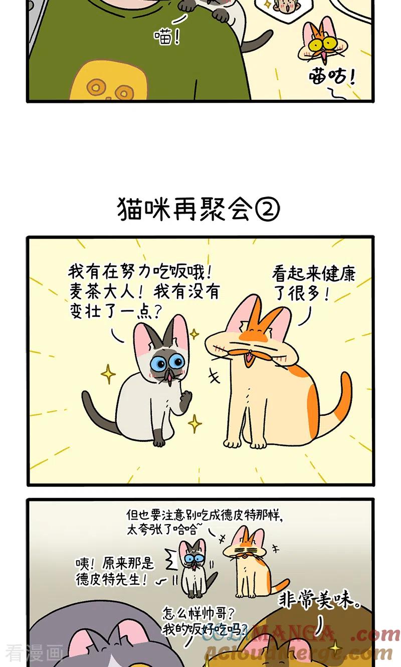 第82话1猫咪再聚会-阿满和麦茶-新漫画 日胖大海寺（第3张）