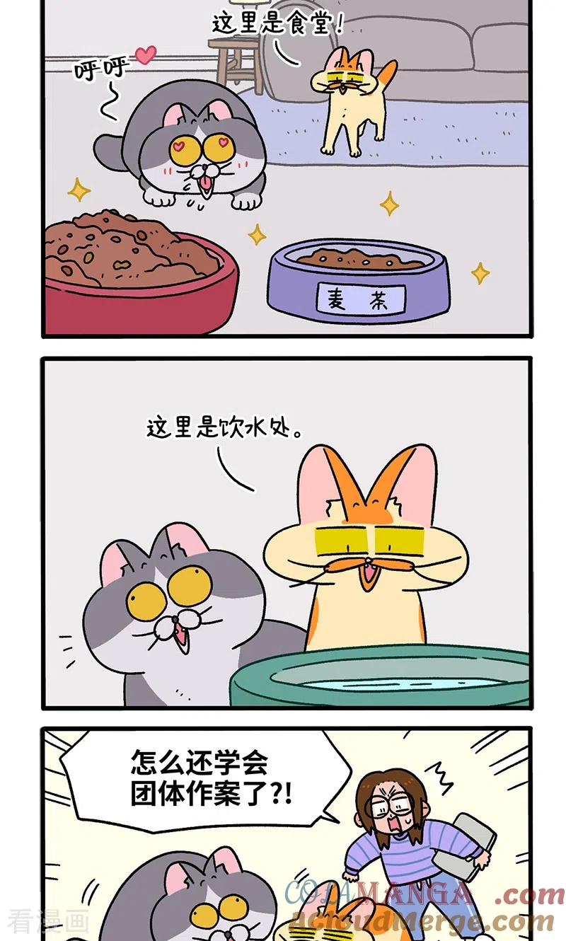 第90话麦茶待客-阿满和麦茶-新漫画 日胖大海寺（第2张）