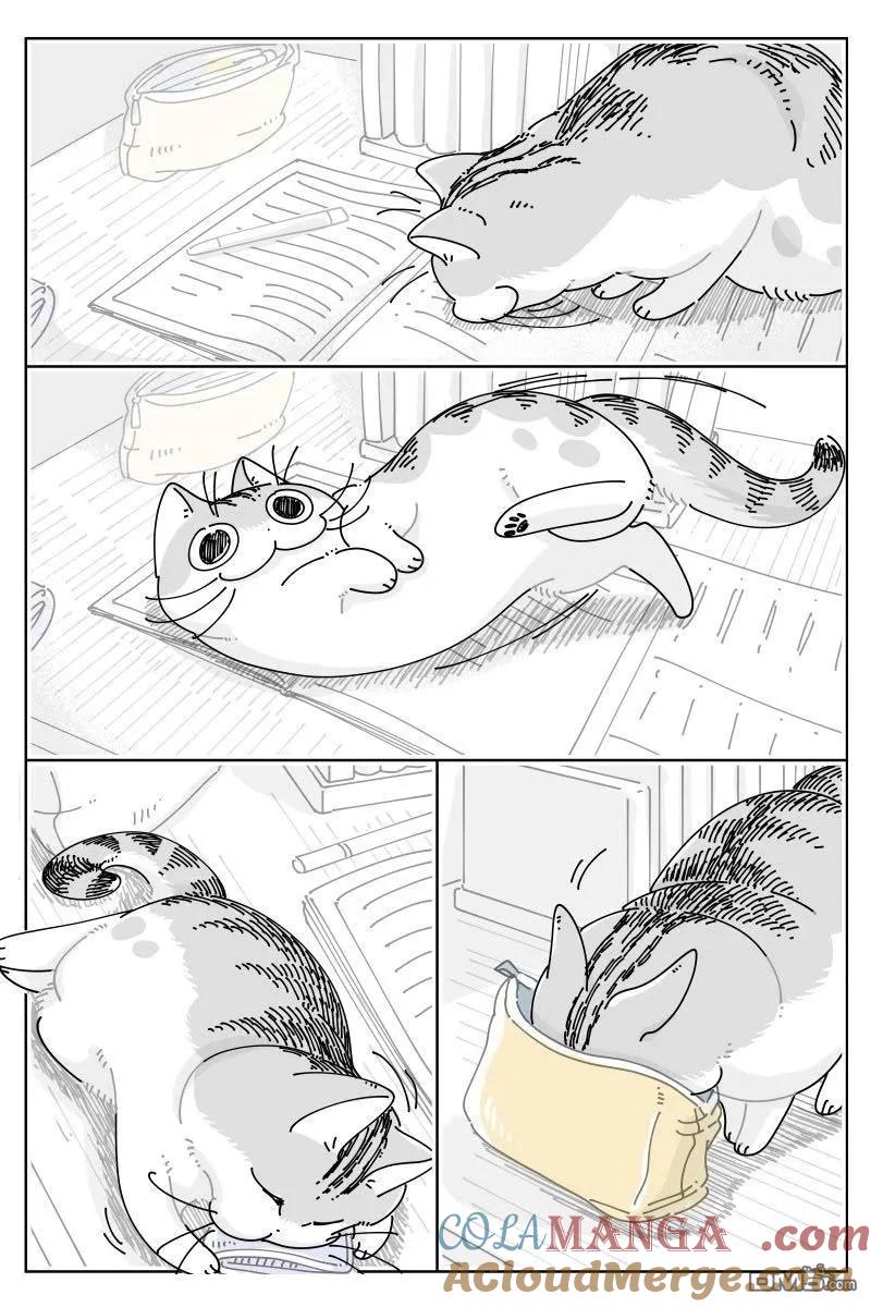 第238话-关于养猫我一直是新手-キュルZ（第1张）