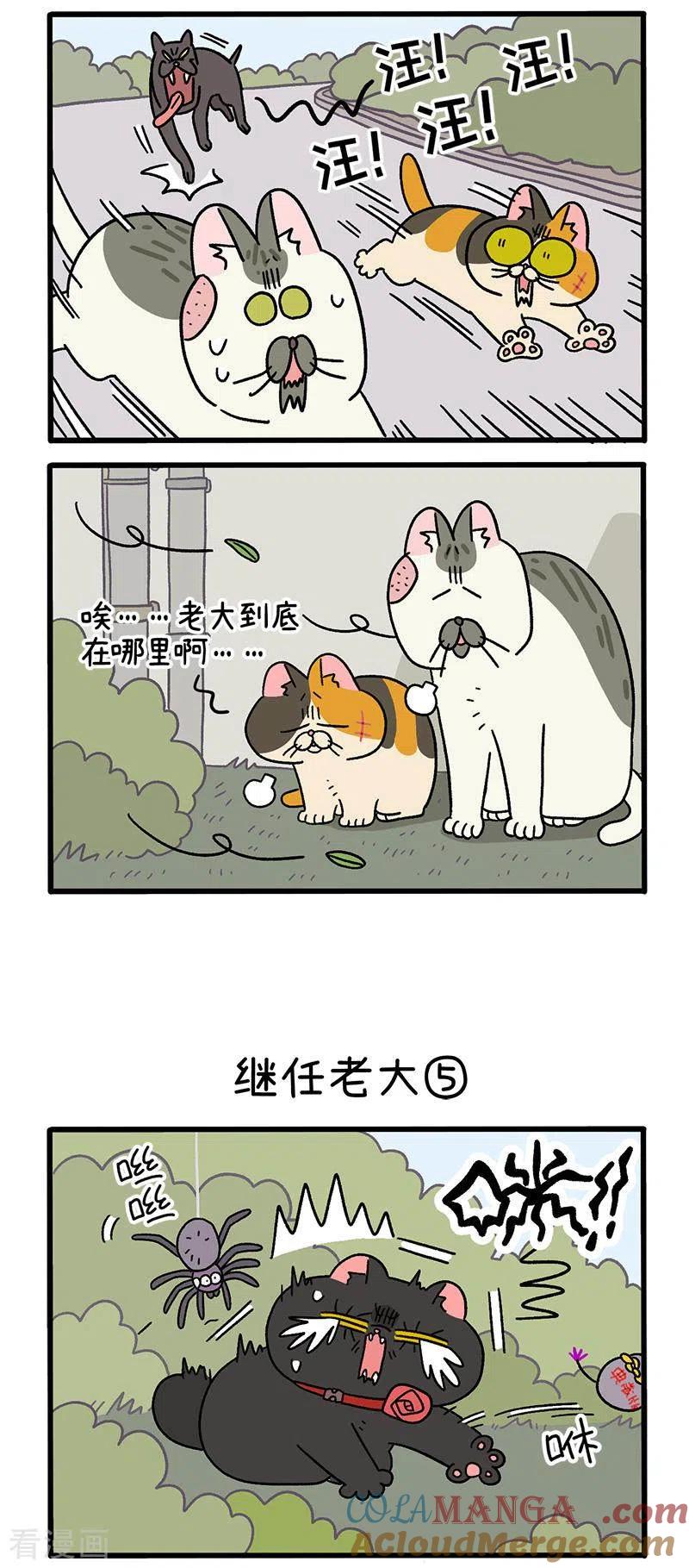 第37话2继任老大-阿满和麦茶-新漫画 日胖大海寺（第2张）