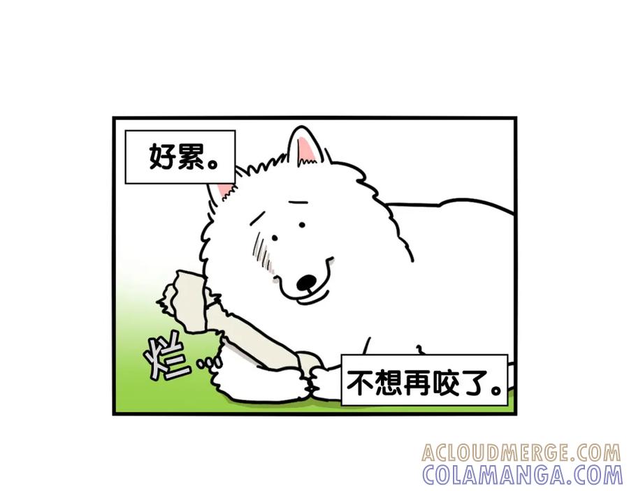 第19话藏磨牙棒-我的狗子叫棉花-milo+Polarfox（第12张）