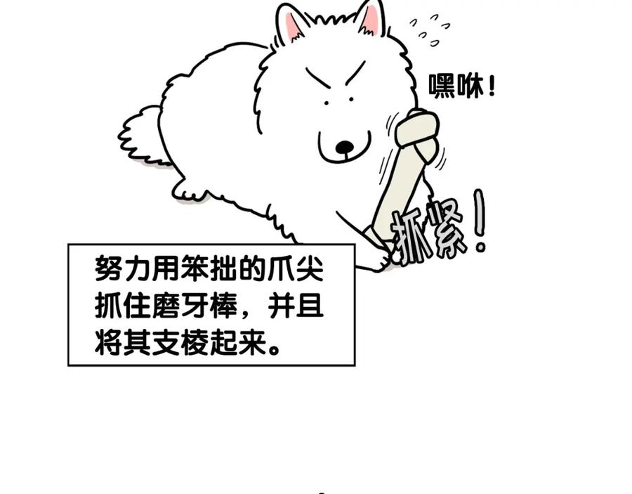 第19话藏磨牙棒-我的狗子叫棉花-milo+Polarfox（第8张）