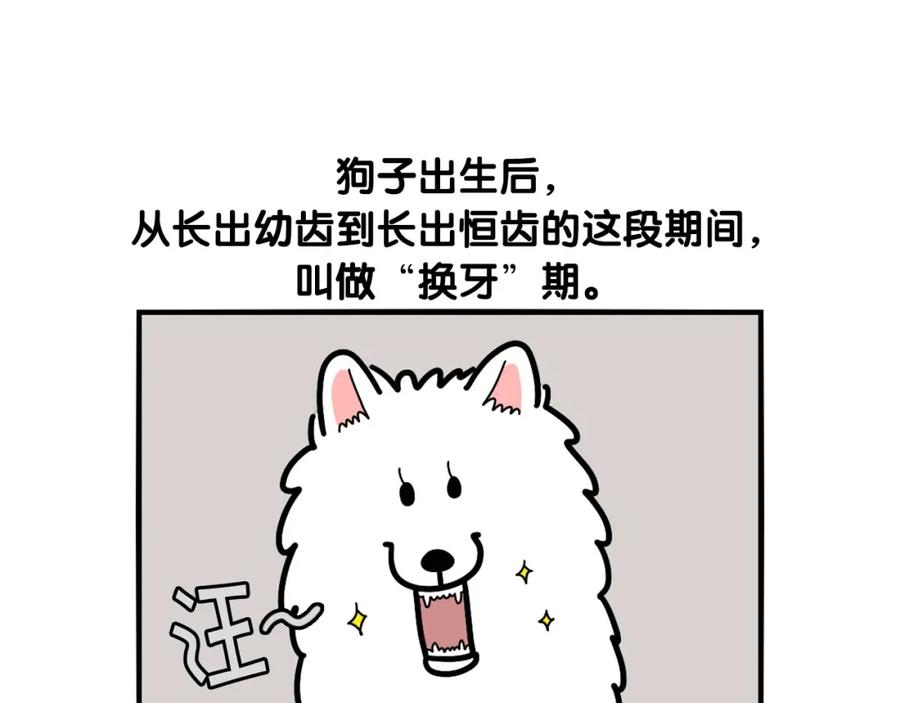 第21话可怕的换牙期-我的狗子叫棉花-milo+Polarfox（第4张）
