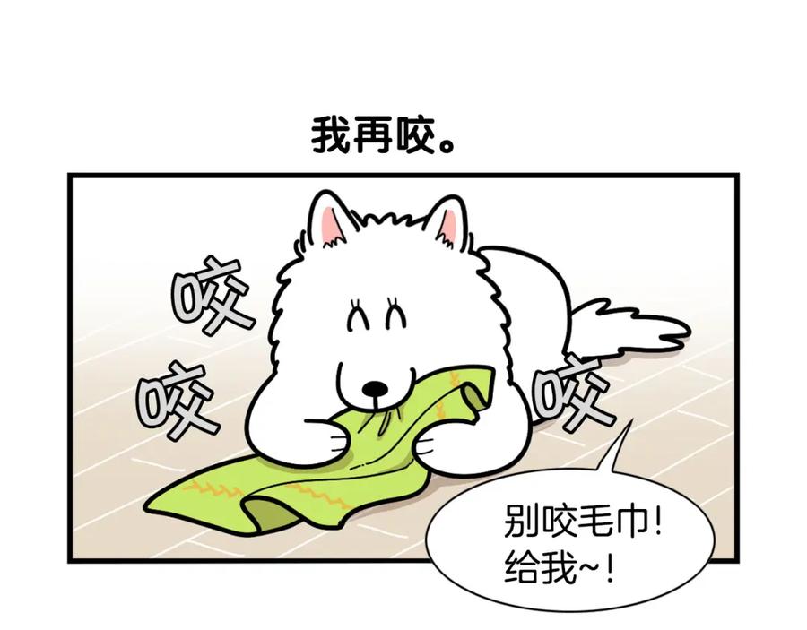 第21话可怕的换牙期-我的狗子叫棉花-milo+Polarfox（第8张）