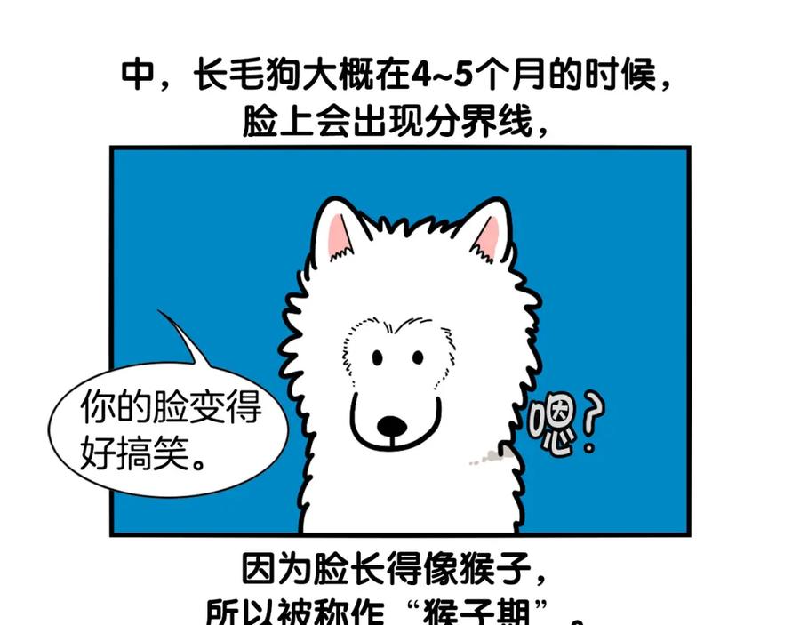 第29话猴子期的狗很丑？-我的狗子叫棉花-milo+Polarfox（第8张）